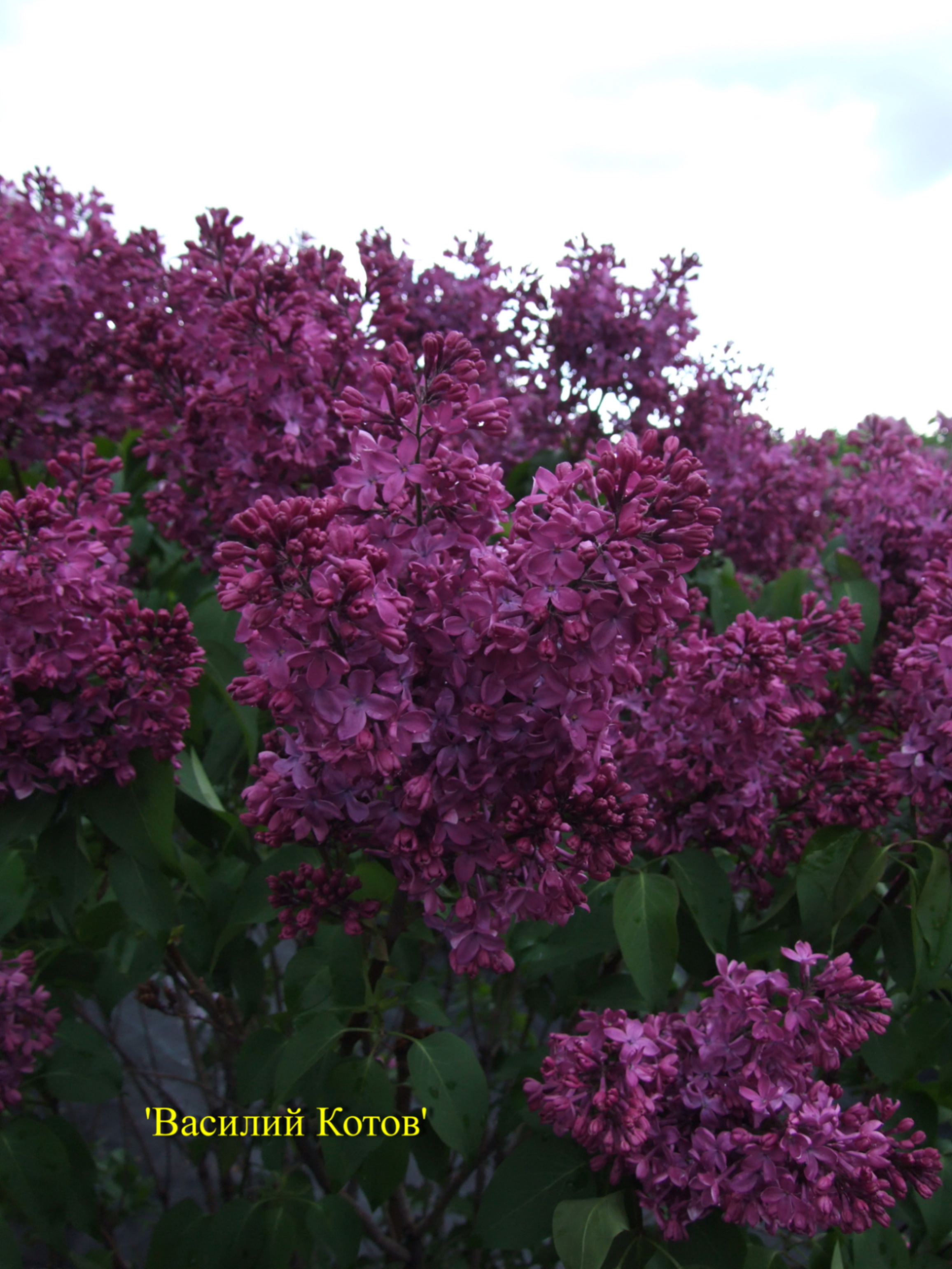 Сирень обыкновенная Василий Котов